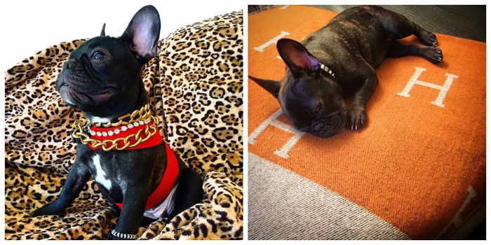 Coco, anjing kesayangan Richard Muljadi