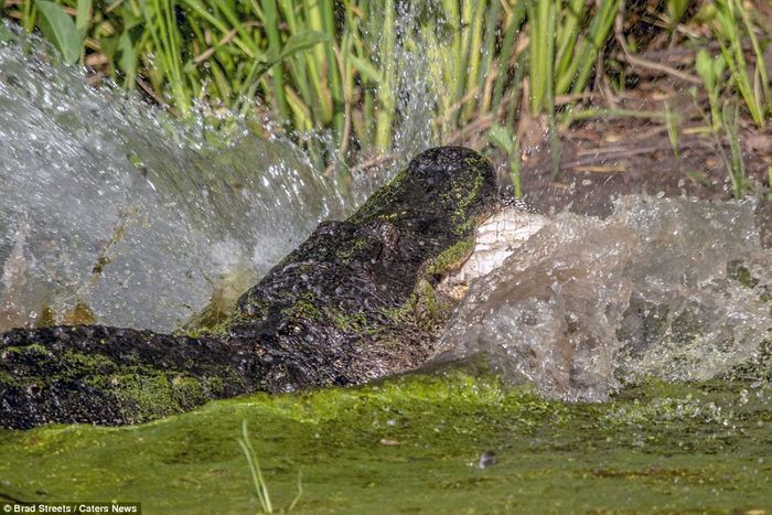 Buaya dewasa memangsa buaya yang lebih muda