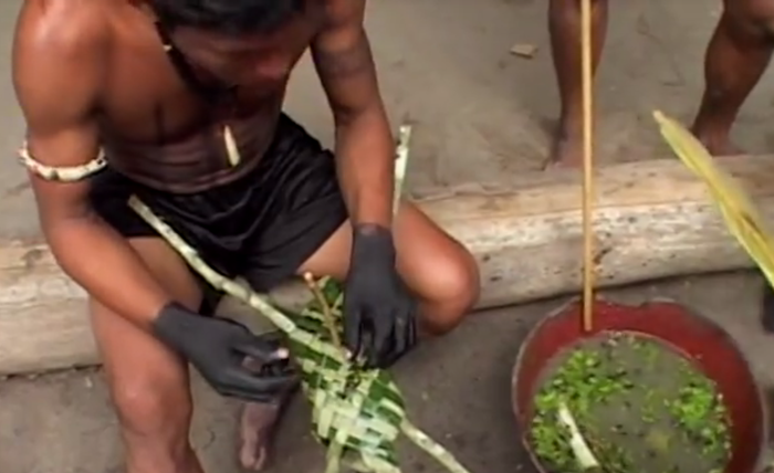 
Semut peluru ditempatkan di dalam sarung tangan rajutan.