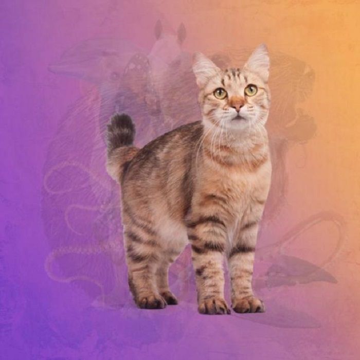 Kucing