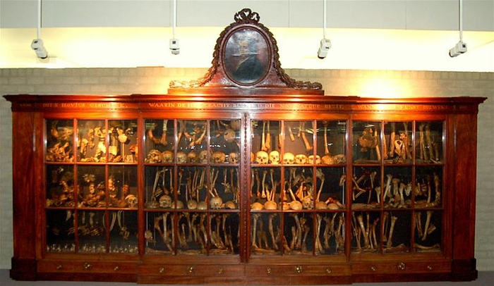 Salah satu koleksi Museum Vrolik