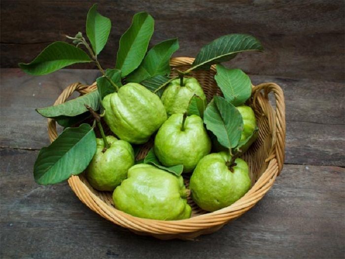 daun jambu biji