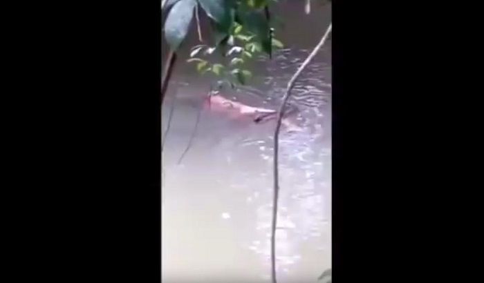 Seekor buaya mengigit kaki jenazah seorang laki-laki dan menariknya hingga tepian sungai