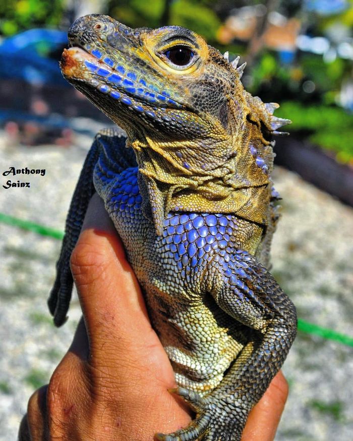 Sailfin Dragon