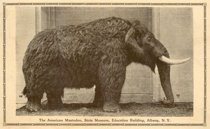 Begini bentuk mastodon.