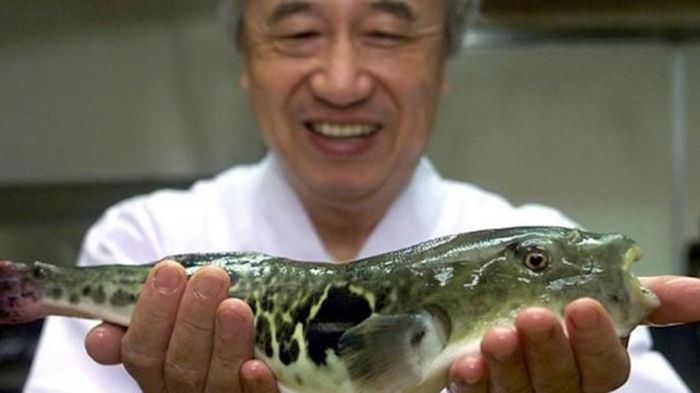 Di Jepang, ikan fugu atau ikan buntal yang beracun diolah menjadi hidangan khas Jepang. (Kompas.com)