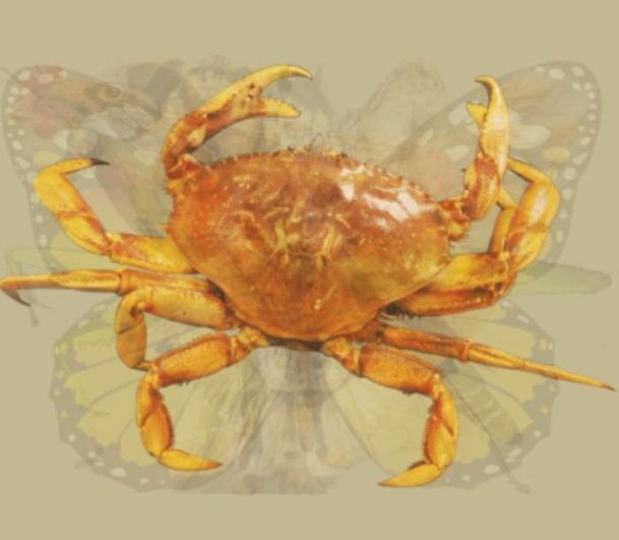 Kepiting