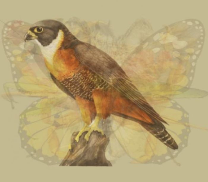 Burung elang