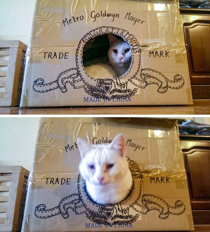 Kmiripan yang konyol.