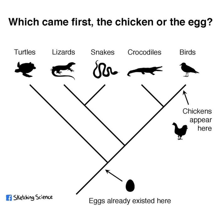 Kemunculan awal telur dan ayam