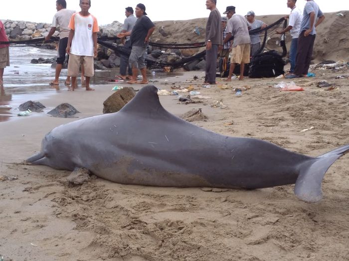 Lumba-lumba jenis Bottle Nose Dolphin yang terjaring pukat nelayan di Pantai PPI Ujong Seranga, Aceh Barat Daya.