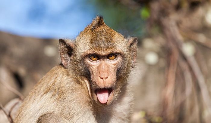 Monyet Rhesus