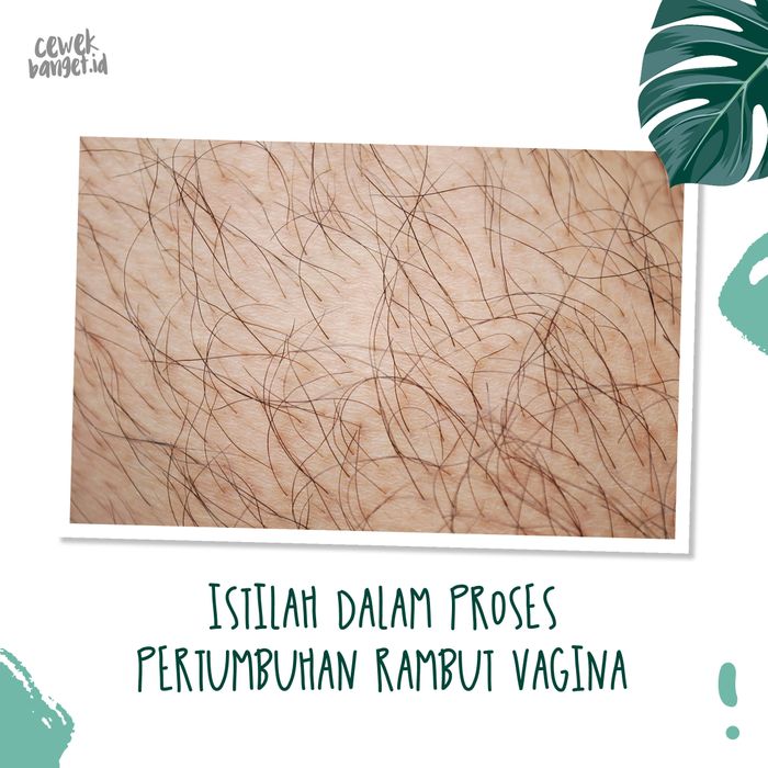 Fakta Enggak Terduga Tentang Rambut Vagina Kamu Sudah Tahu Semua