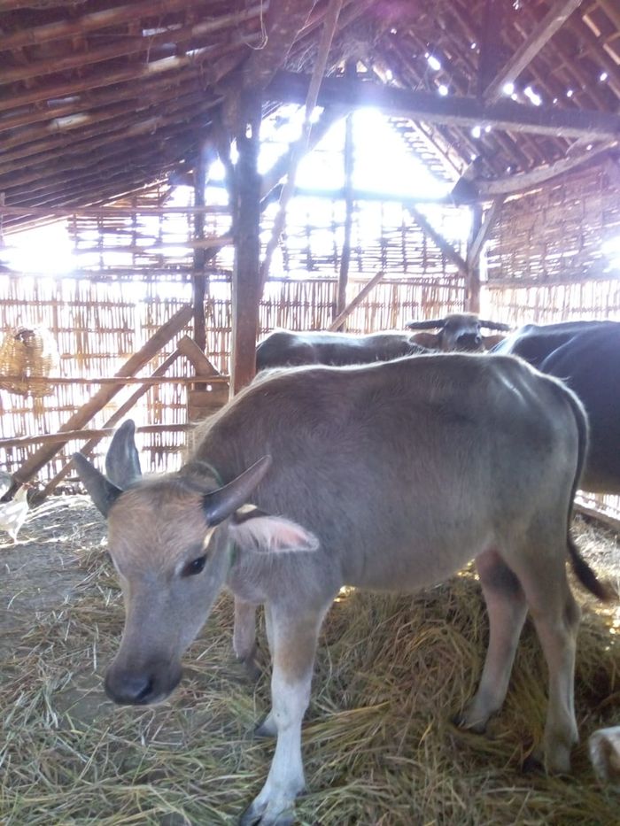Kerbau milik Mujiono, warga Dusun Bulakpepe.