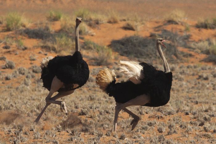 Burung unta.