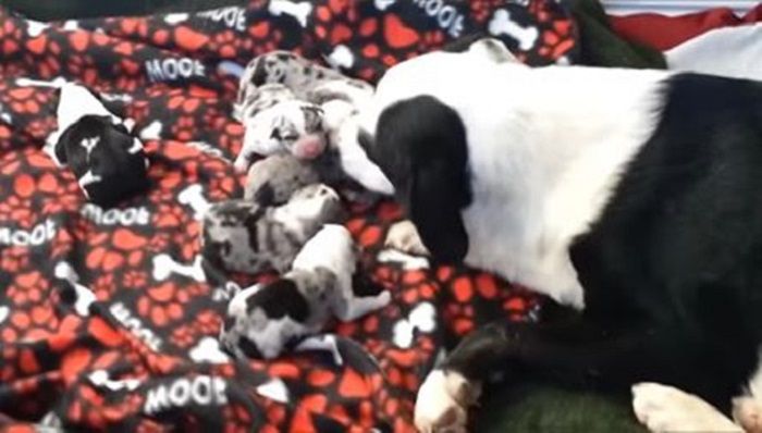 Anjing dan anak-anaknya.