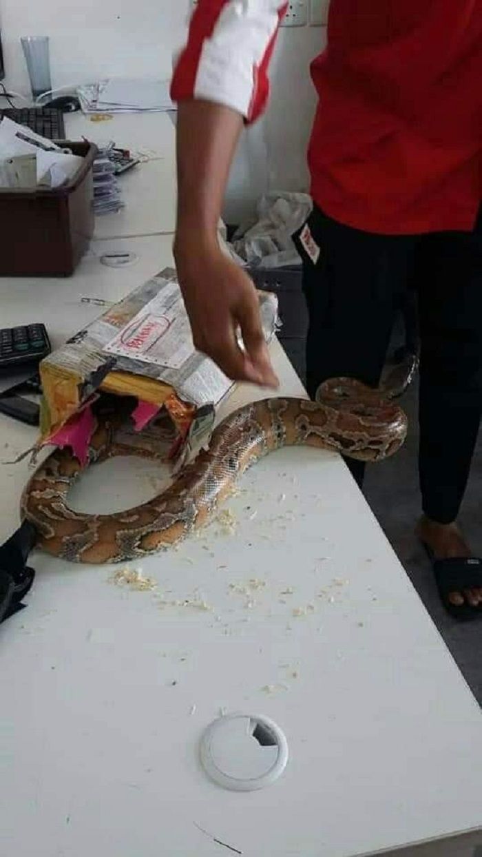 Petugas membongkar isinya adalah ular piton