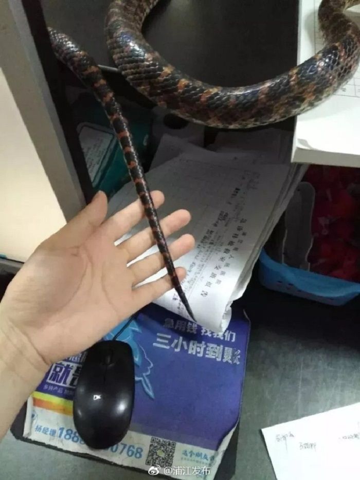 Ular yang di bawa ke medis