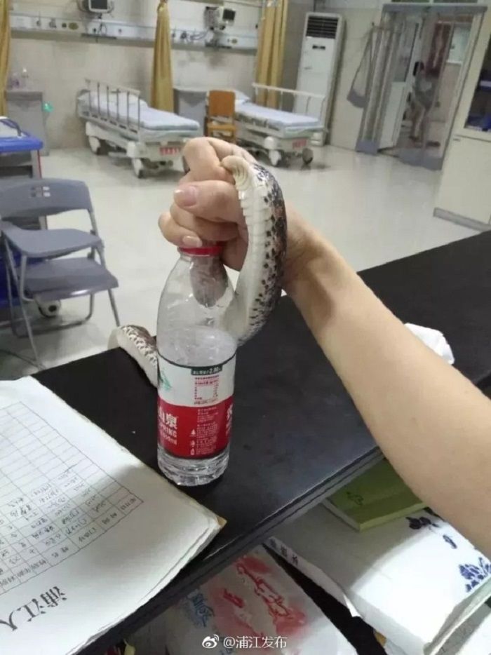 Kepala ular di dalam botol