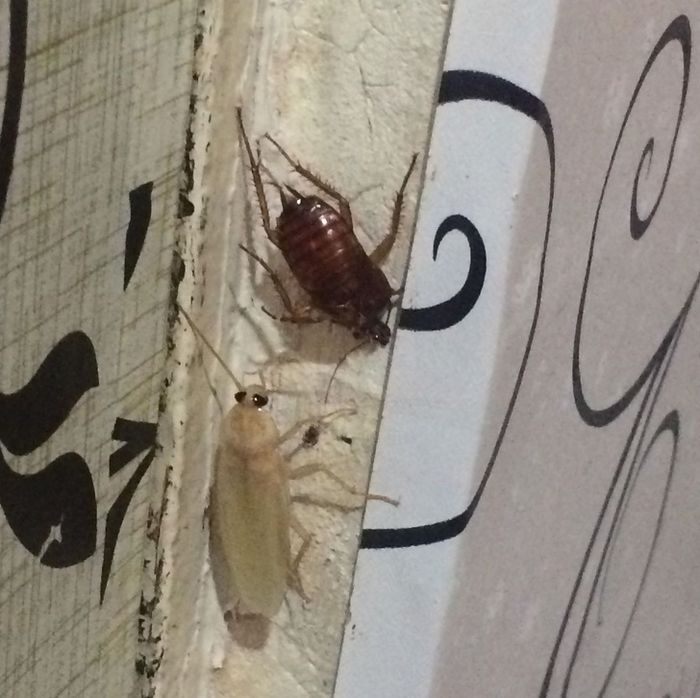 kecoa albino