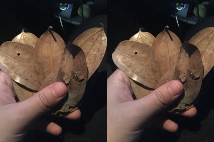 Sopir Grab menerima bayaran uang yang berubah jadi daun. 