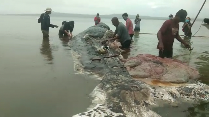 Proses pengeluaran sampah dari perut paus sperma.