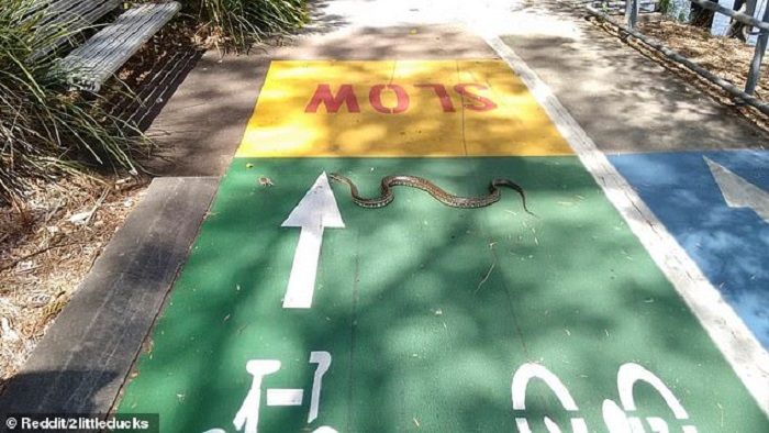 Ular piton melintasi Queensland.