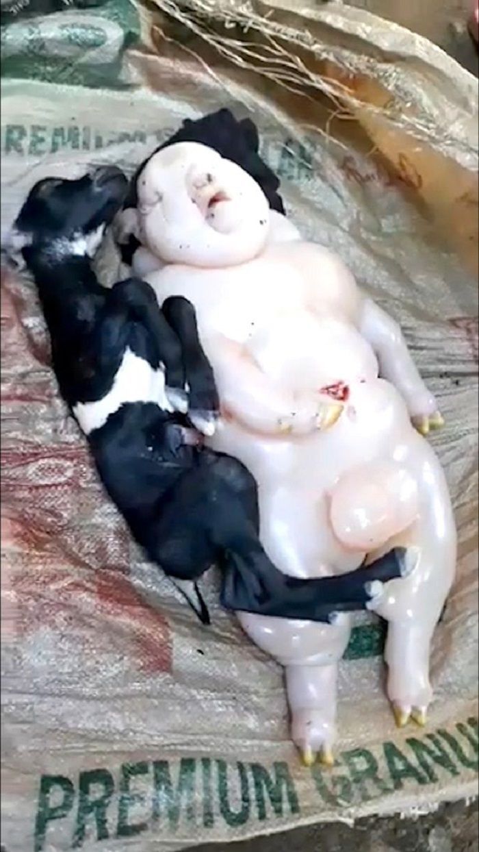 Seekor kambing di Filipina melahirkan bayi 'setengah babi setengah manusia'