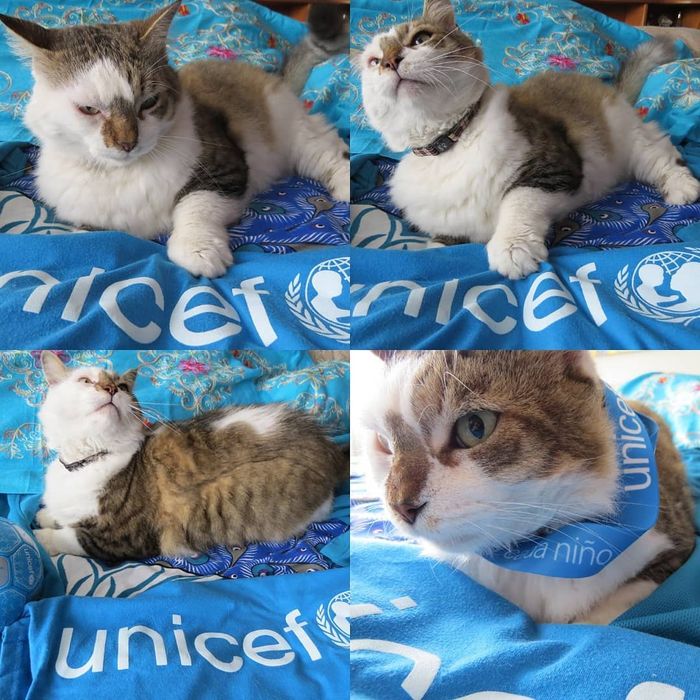 Kucing juga berdandan dengan aksesoris warna biru di Hari Anak Universal