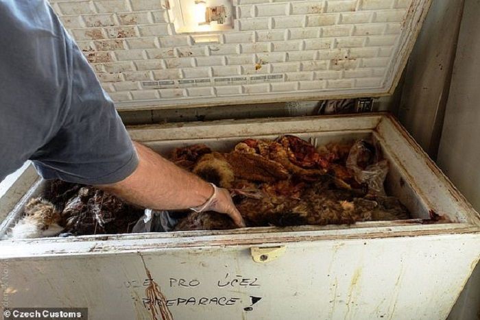 Daging harimau yang disimpan di freezer
