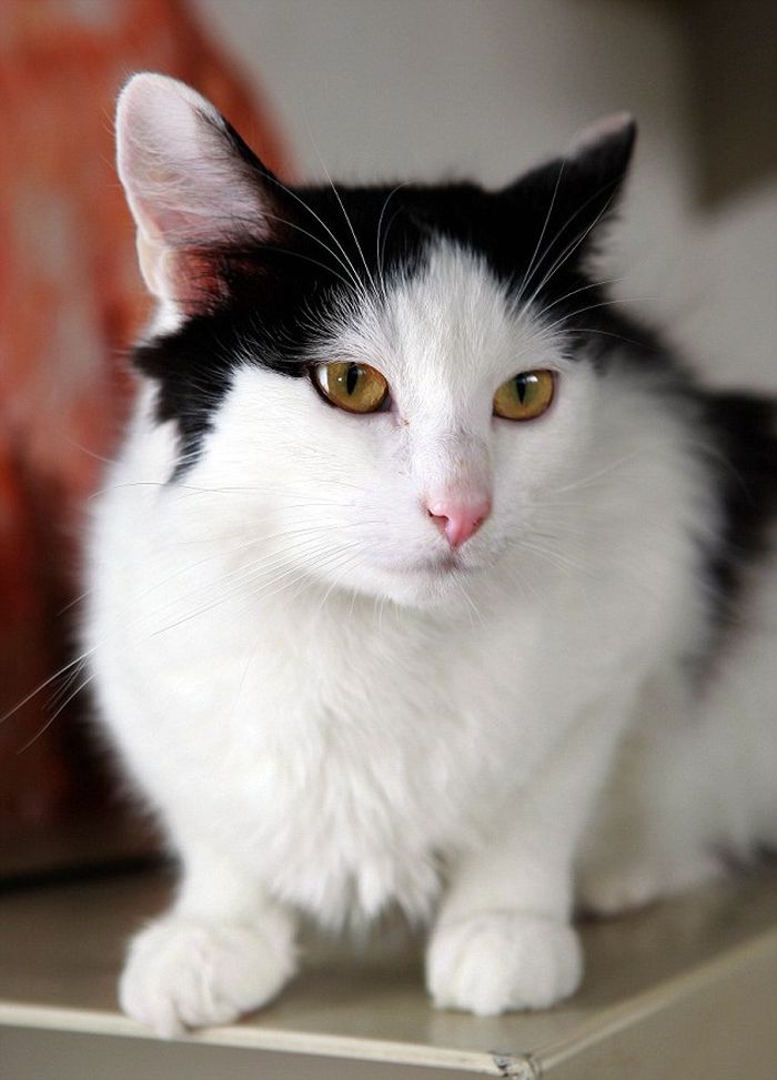 ilustrasi kucing