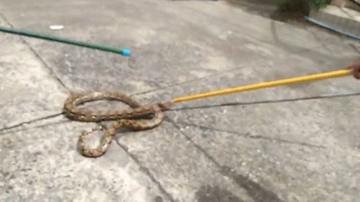 Ular piton tersebut berhasil ditangkap