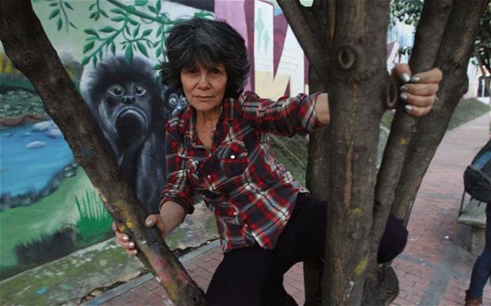 Woman Raised by MonkeysNational Geographic (wk50) ....tv programme...wk 50..042984...Bogota, Colombia - Marina Chapman up a tree in front of mural.(photo credit: Blink Films/Toby Trackman)