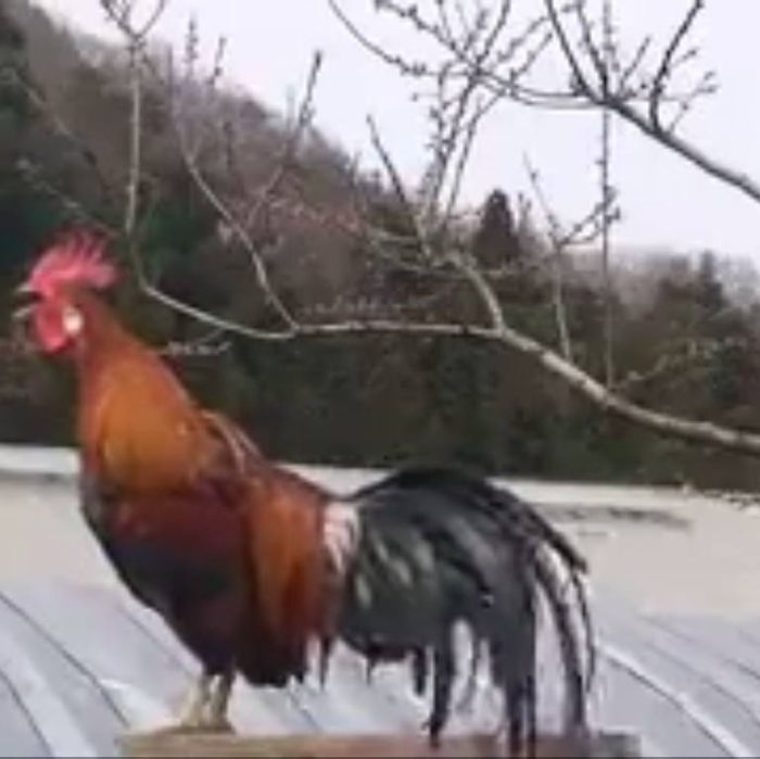Ayam berkokok terlama di dunia