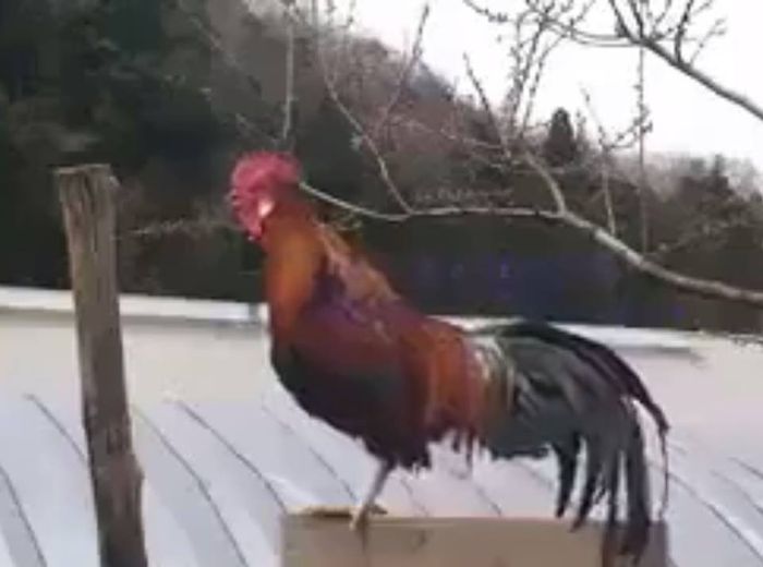 Ayam berkokok terlama di dunia