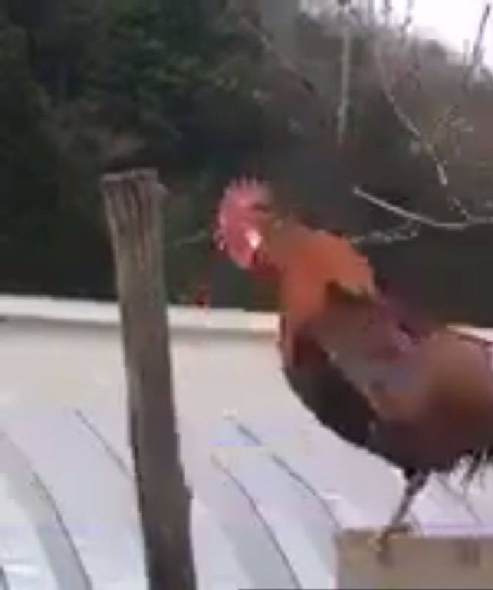 Ayam berkokok terlama di dunia