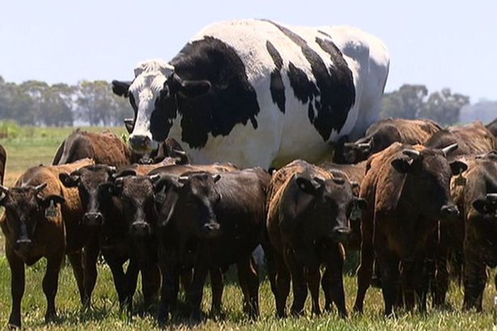 sapi Aussie