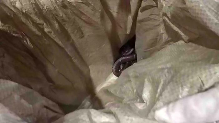 Ular yang ditemukan di balik tempat tidur