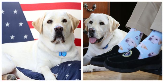 Sully adalah anjing labrador yang terlatih