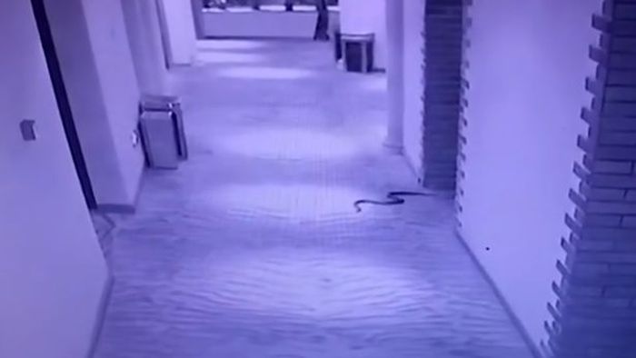 Rekaman yang menunjukkan ular tersebut