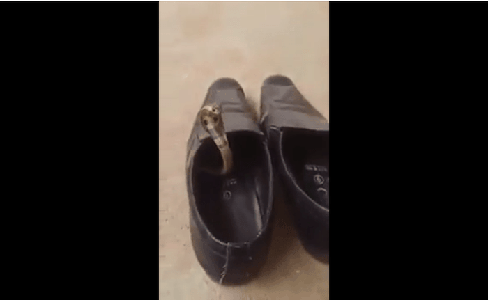 Persembunyian favorit ular, sepatu