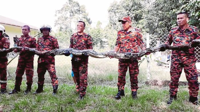 Ular piton sepanjang 6 meter berhasil diamankan Dinas Kebakaran dan Penyelamatan setempat