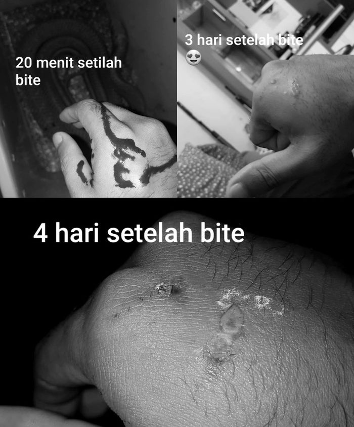 Postingan terbaru Panji Petualang