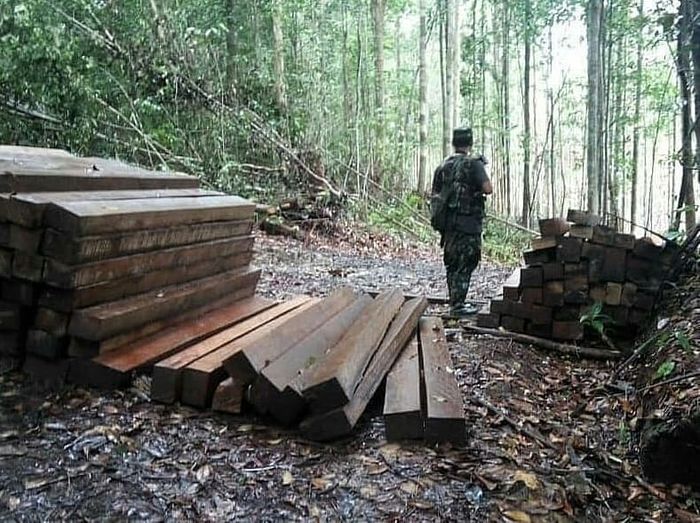 Kayu hasil illegal logging oelh warga Malaysia