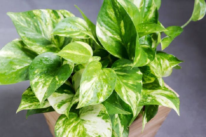 pothos plant