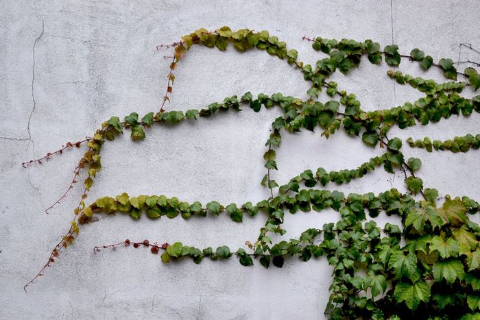 Tumbuhan merambat english ivy