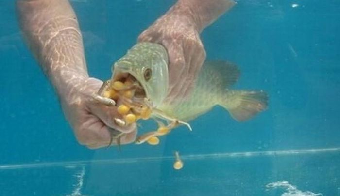 Ikan arwana.