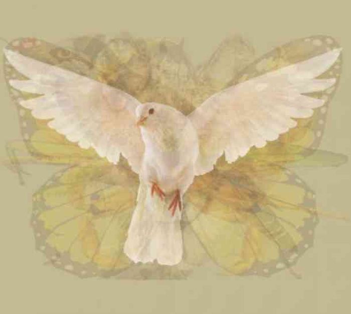Gambar merpati.