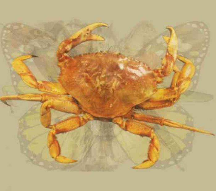 Gambar kepiting