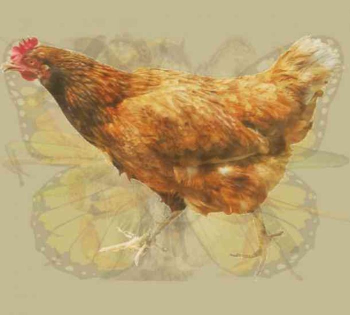 Gambar ayam jago.